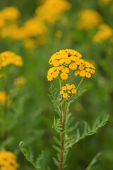 Die gelbe Blüte eines Rainfarn, Wurmkraut, Tanacetum vulgare auf einer Wiese.
