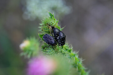 Ein Trauerrosenkäfer auf einer Mariendistel. Nahaufnahme eines Trauerrosenkäfers.
