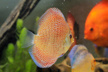 Porträt, Nahaufnahme eines Diskusfisches. Diskus im Aquarium. Amazonasbecken. 