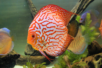 Porträt, Nahaufnahme eines Diskusfisches. Diskus im Aquarium. Amazonasbecken. 
