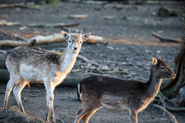 Zwei junge Rehböcke, Rehe auf einer Lichtung im Wald.