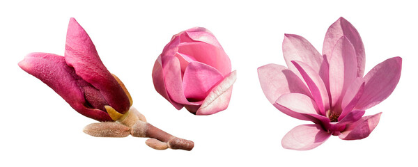 Pink magnolia flowers set isolated. The bud of a blooming pink magnolia close up. PNG with...