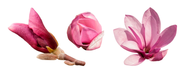Pink magnolia flowers set isolated. The bud of a blooming pink magnolia close up. Clipart. PNG with transparent background. Flat lay. Clipping path