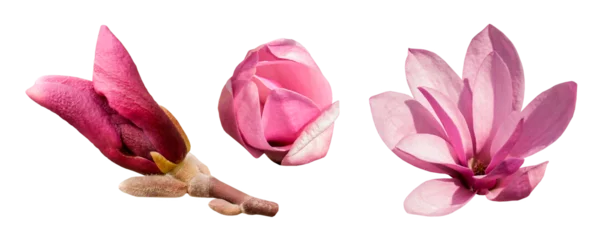 Gardinen Pink magnolia flowers set isolated. The bud of a blooming pink magnolia close up. PNG with transparent background. Flat lay. Clipping path © shephotos