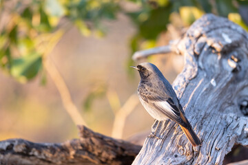 The black redstart male (Phoenicurus ochruros) small passerine bird.