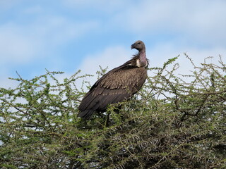 Ruppells Griffon vulture