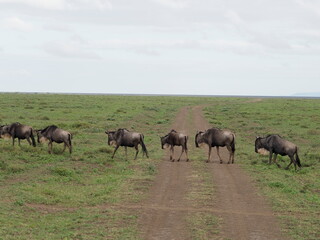 Fototapeta na wymiar Wildebeests crossing in their migration