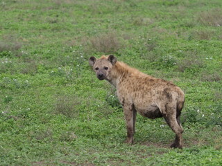 Spotted hyena in the serengeti