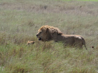 Male lion with lioness