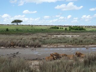 Male lion with lioness
