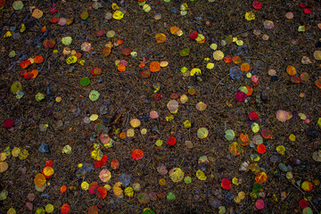 Poplar leafes in autumn