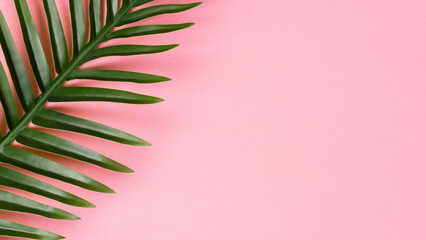 Palm leaf on a pink background.