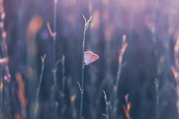 a butterfly sitting on top of a grass covered field, naturalism, pastel sunset, spring vintage...