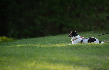Fototapeta na wymiar A black and white dog lies on fresh spring and green grass in the rays of the sun. Walking the dog in the park.
