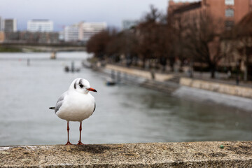 seagull on the pier, Basel, Switzerland