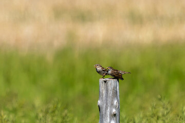 two birds on a wooden post