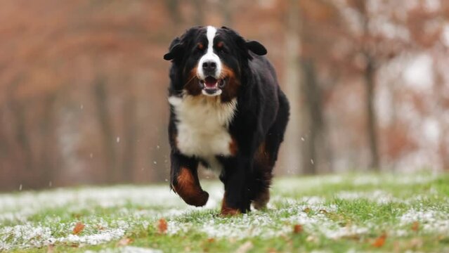 Bernese Mountain Dog runs through the forest on icy grass in autumn