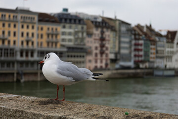seagull on the pier, Basel, Switzerland