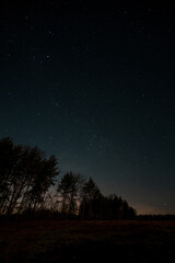 Starry sky, the edge of a pine forest, morning light makes its way through the trees