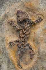 Fossilized footprint in stone of ancient extinct big lizard