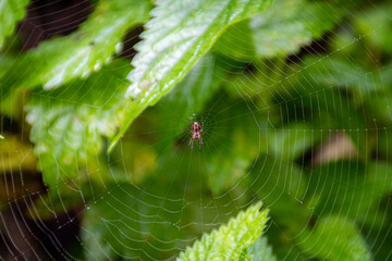 Spider on a cobweb on a green background. Crusader spider on cobweb with forest background.