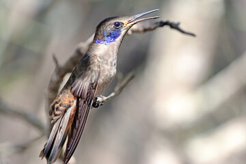 Brown Violetear (Colibri delphinae) perched on a branch over a brown background
