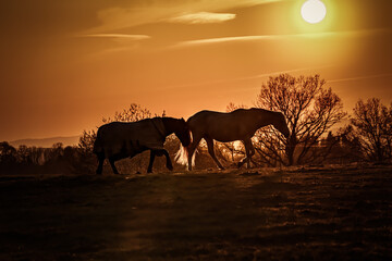 horses in the sunset. 