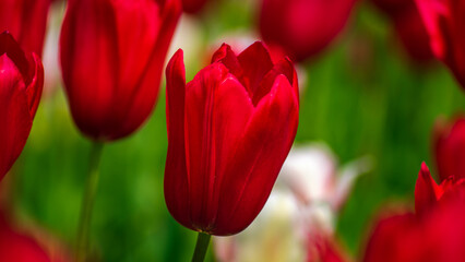 Fototapeta premium RED FLOWERS IN THE SUN