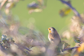 The European robin (Erithacus rubecula) in the autumn.