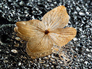dry hydrangea flower on a dewy background - artistic macro picture