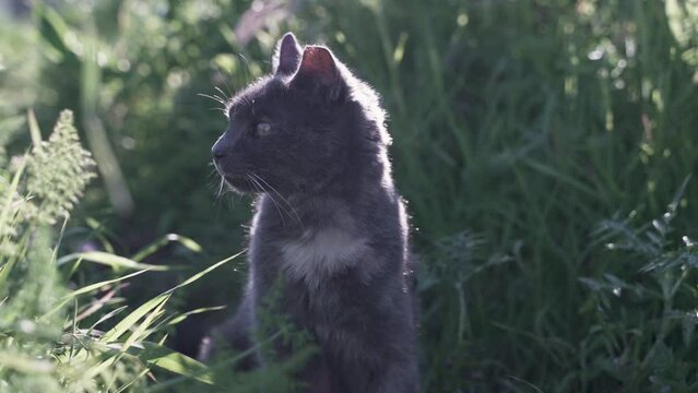 Katze sitzt drau&szlig;en im Gras, schaut sich um & lauscht den Ger&auml;uschen der Natur.