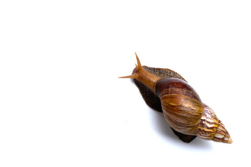 Snail isolated on white background. copy space
