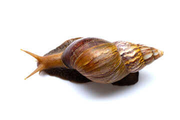 Snail isolated on white background.