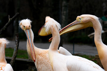 Pelican conversation