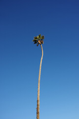 Single extremely tall California fan palm tree
