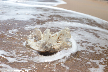 Plastic bag pollution on the beach