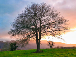 Obraz premium A lonely oak at sunset near Ceceda village, Nava municipality, Asturias, Spain