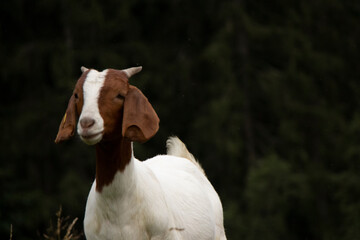 Goats of Switzerland