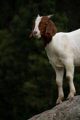Goats of Switzerland
