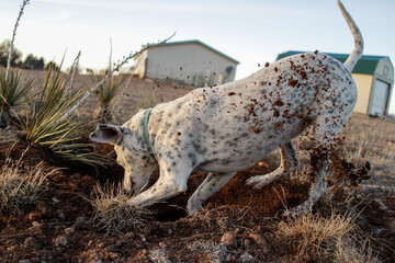 White dog with black spots digging a hole kicking up dirt at sunset agave plants and house in the...