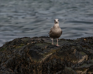 Herring Gull on a rock.