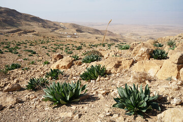 Rare palms in deep valley with Dead sea on border between Jordan and Israel
