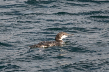 A common loon in the water in non-breeding plumage.