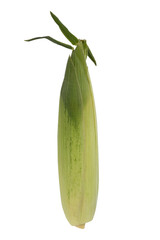 one fresh corn ears with green leaves isolated on white background, single raw corn cob with husk, top view