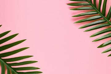 Palm leaf on a pink background.