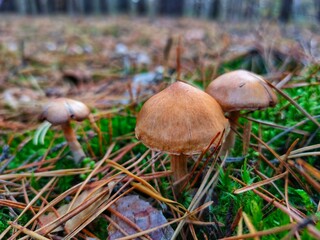 A poisonous mushroom in the autumn forest.