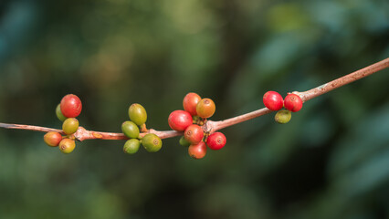 Close up view of Arabica coffee beans on the plant branch