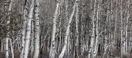 Fototapeta na wymiar Aspen trees with out leaves during spring time.