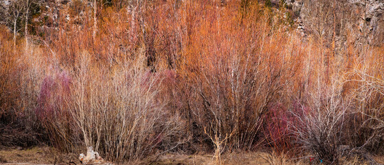 Colorful trees with out leaves in eastern Sierra mountains during spring time.