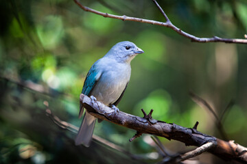 Birds on nature